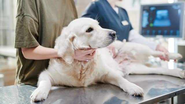 dog at vet topper