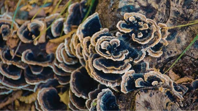 turkey tail mushroom topper