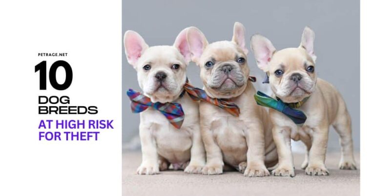 10 dog breeds at high risk for theft petrage