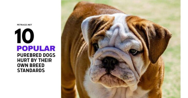 10 popular purebred dogs hurt by their own breed standards petrage