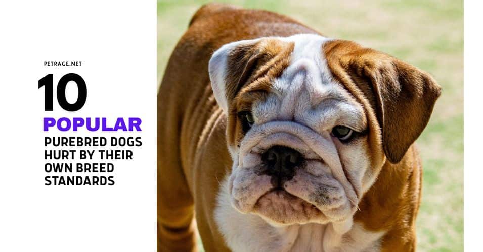 10 popular purebred dogs hurt by their own breed standards petrage