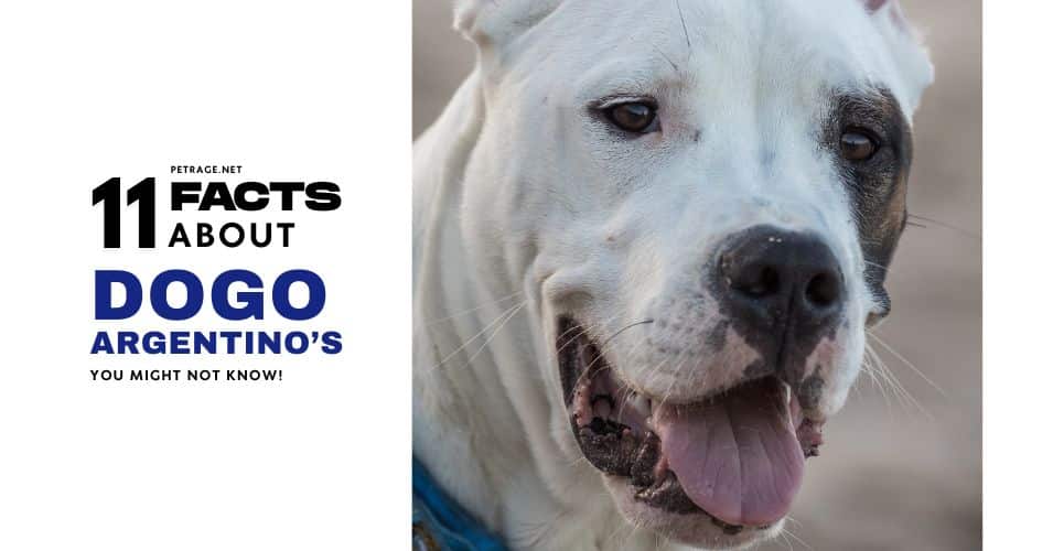 11 dogo argentino facts history, temperament, bans & health petrage