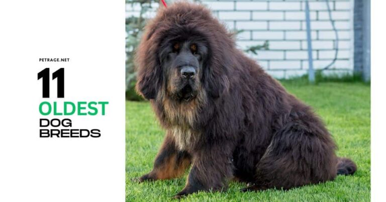 11 oldest dog breeds ancident dog breeds petrage