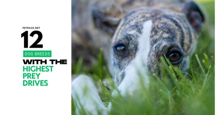 12 dog breeds with the strongest prey drive petrage