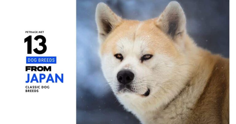 13 japanese dog breeds – including one that may be extinct petrage (1)