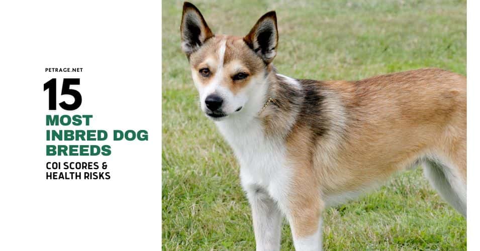 15 most inbred dog breeds coi scores & health risks petrage