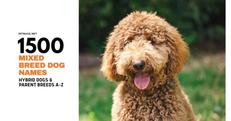 1500+ mixed breed dog names hybrid dogs & parent breeds a–z petrage