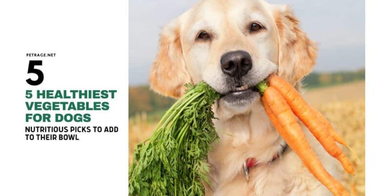 5 healthiest vegetables for dogs nutritious picks to add to their bowl petrage
