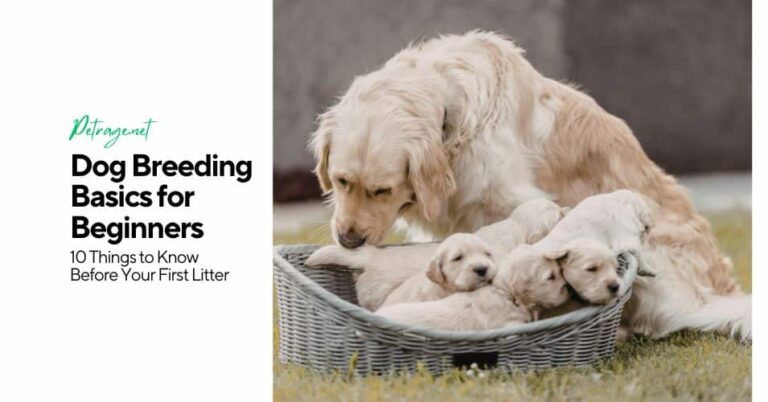dog breeding basics for beginners10 things to know before your first litter petrage