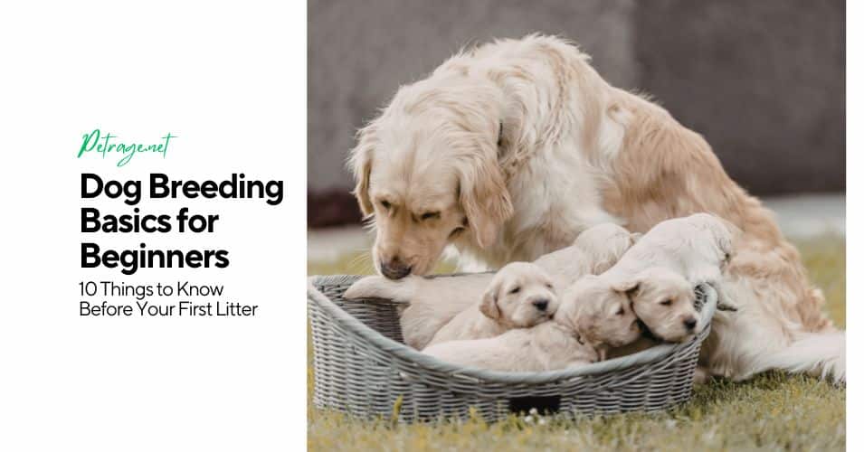 dog breeding basics for beginners10 things to know before your first litter petrage