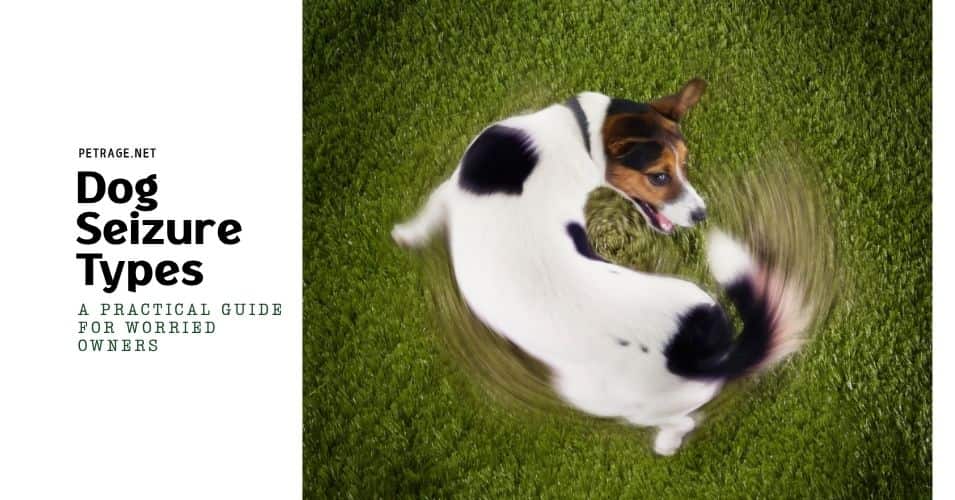 dog seizure types a practical guide for worried owners petrage