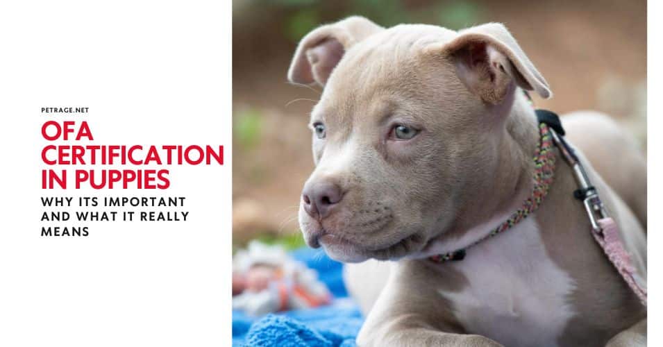 ofa certification in puppies what it really means petrage