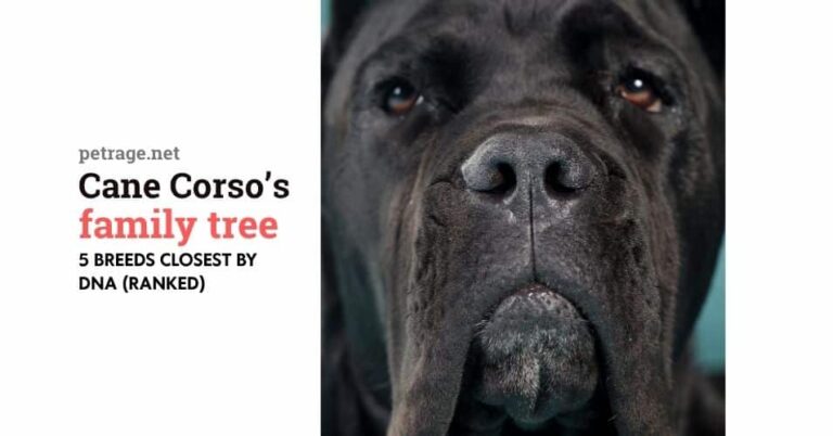 the cane corso's family tree 5 breeds closest by dna (ranked) petrage