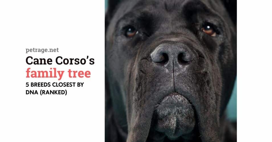 the cane corso's family tree 5 breeds closest by dna (ranked) petrage