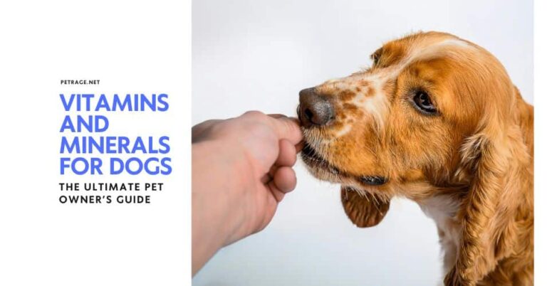 vitamins and minerals for dogs the ultimate pet owner’s guide petrage