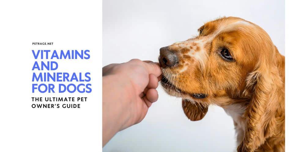 vitamins and minerals for dogs the ultimate pet owner’s guide petrage