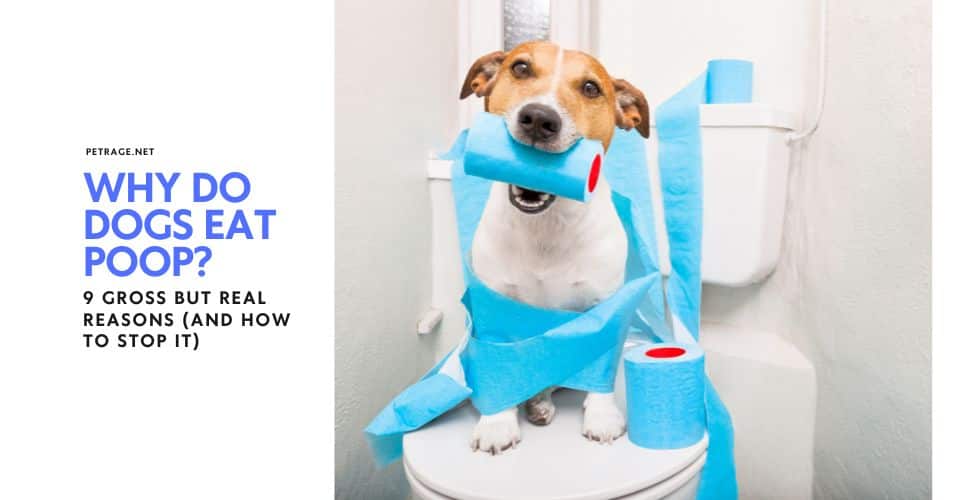why do dogs eat poop 9 gross but real reasons and how to stop it petrage