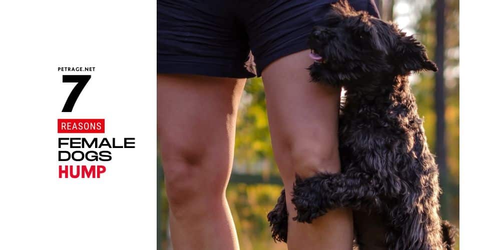 why do female dogs hump 7 common reasons & when to worry petrage