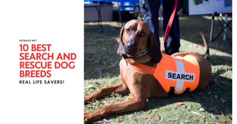 10 best search and rescue dog breeds in the world today petrage
