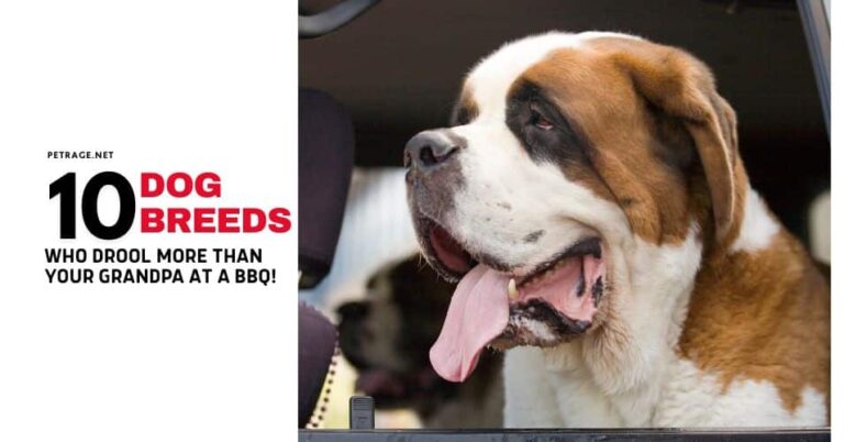10 dogs who drool more than your grandpa at a bbq petrage
