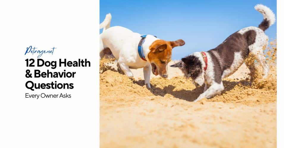 12 dog health & behavior questions every owner asks petrage
