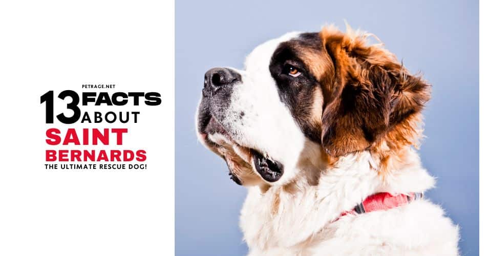 13 interesting facts about saint bernards history, health, and heroic myths petrage (1)