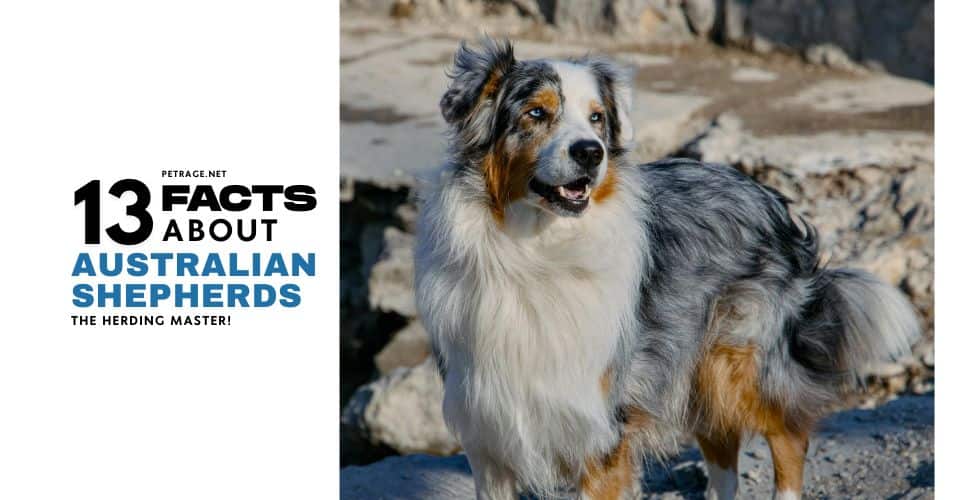 13 interesting facts about australian shepherds petrage