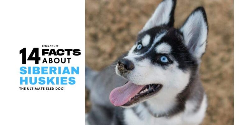 14 siberian husky facts that might surprise even longtime owners petrage