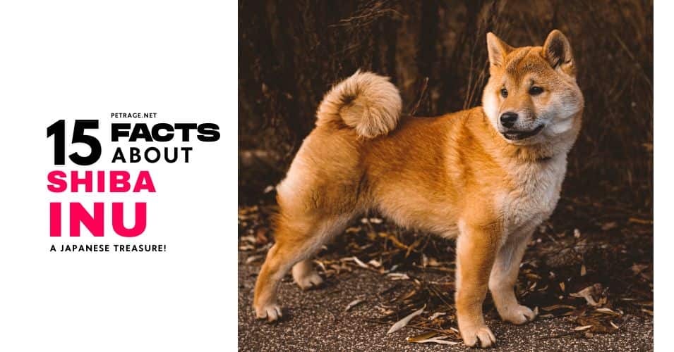 15 interesting shiba inu facts every owner should know petrage