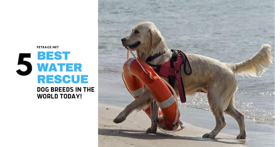 5 best water rescue dog breeds worldwide petrage