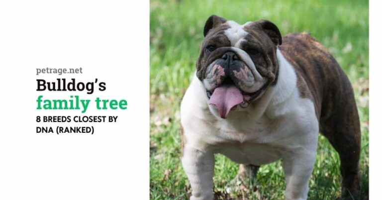 8 dog breeds most related to bulldogs by dna petrage
