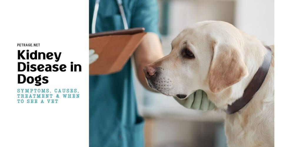 kidney disease in dogs symptoms, causes, treatment & when to see a vet petrage (1)