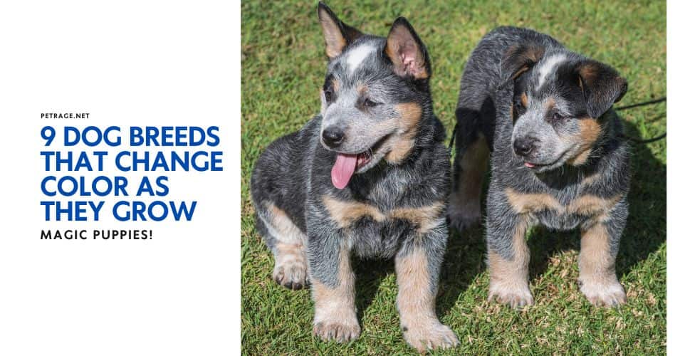 magic puppies 9 dog breeds that change color as they grow petrage