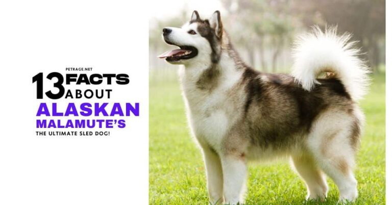 malamute facts 13 things to know petrage