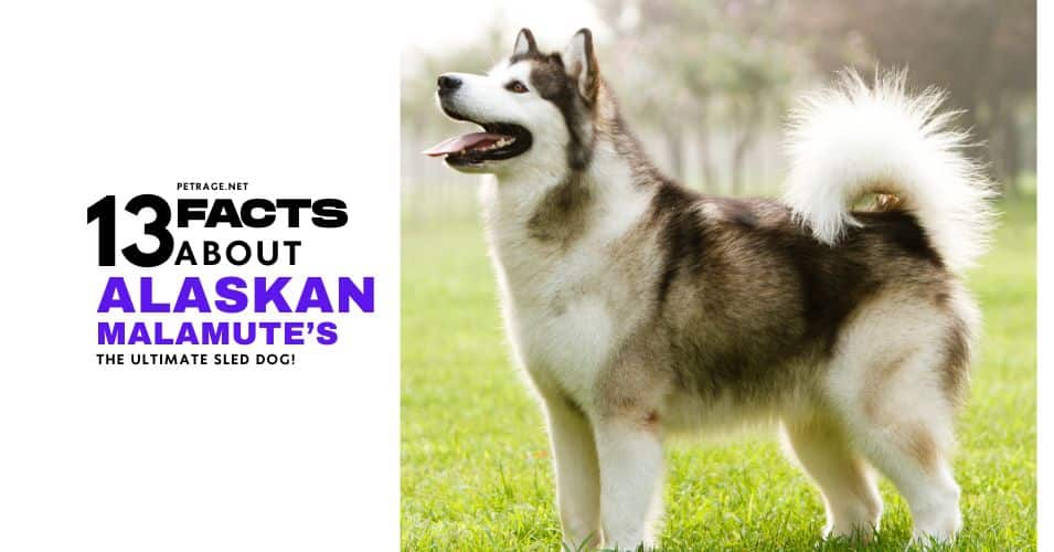 malamute facts 13 things to know petrage