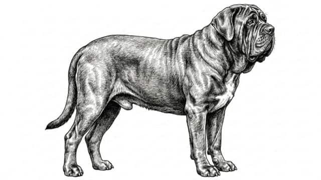 neapolitan mastiff topper image illustration
