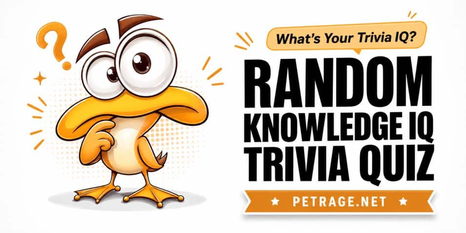 random knowledge iq are you smarter than a trivia champion quiz petrage