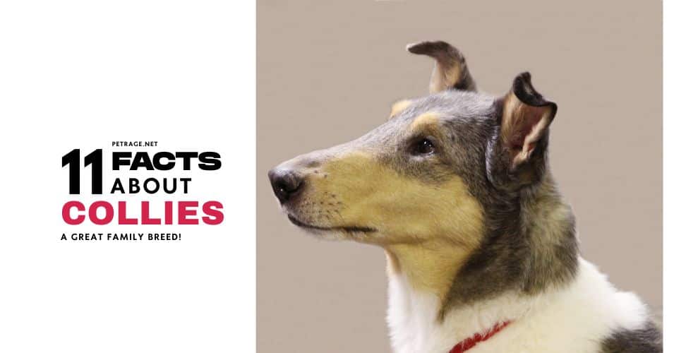 rough & smooth collie 11 facts petrage