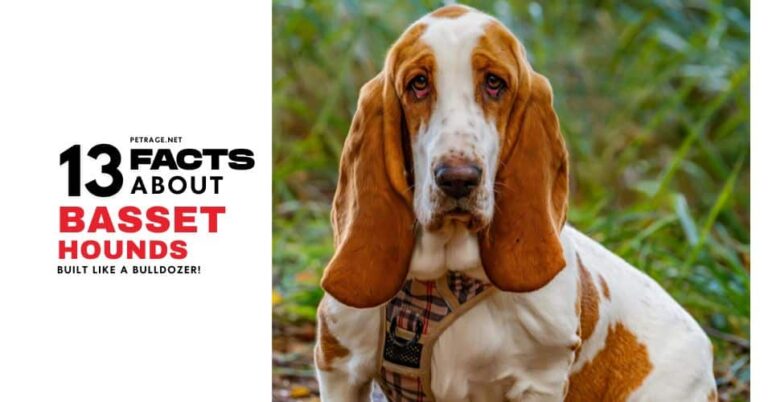 the basset hound 13 facts petrage