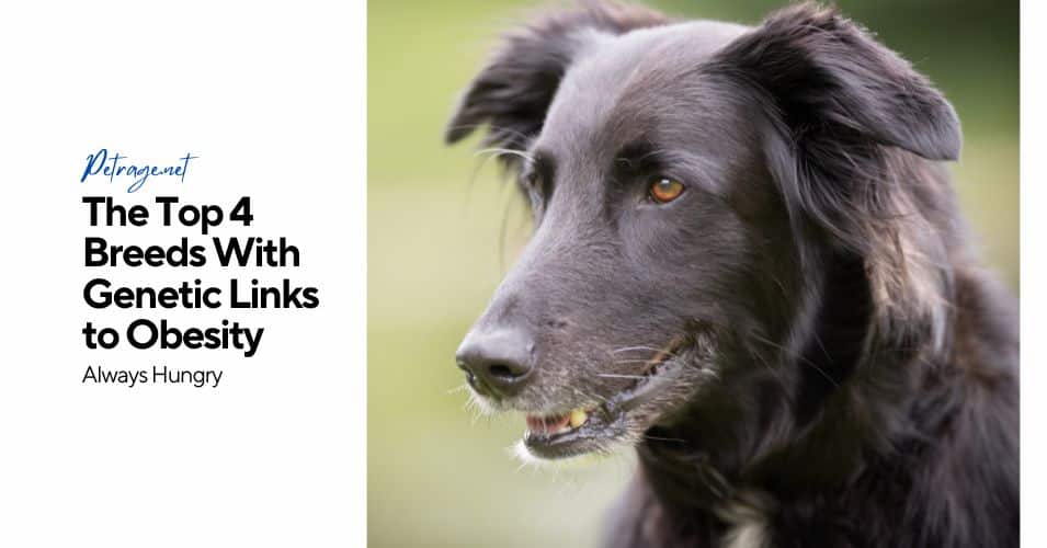 the top 4 breeds with genetic links to obesity petrage