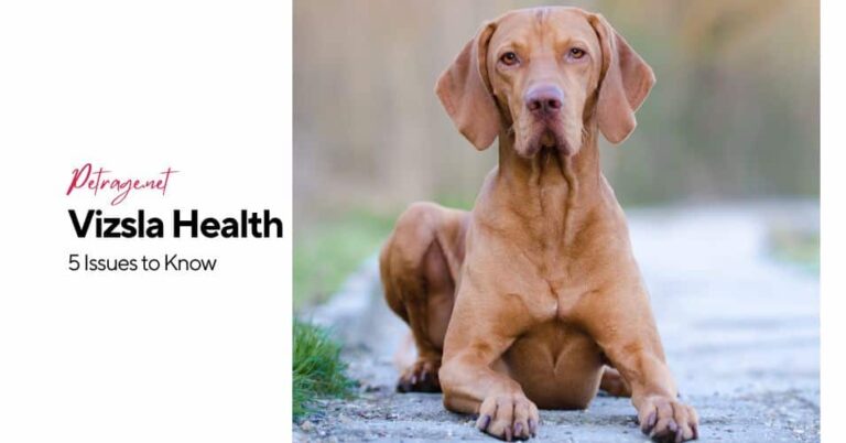 vizsla health 5 issues to know petrage