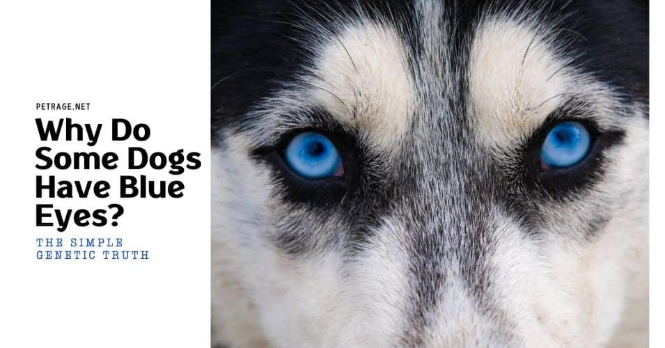 why do some dogs have blue eyes the simple genetic truth petrage