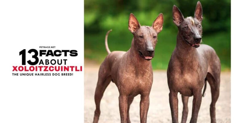 xoloitzcuintli 13 facts you need to know petrage