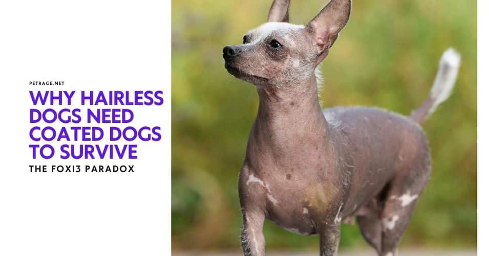 the foxi3 paradox why hairless dogs need coated dogs to survive petrage