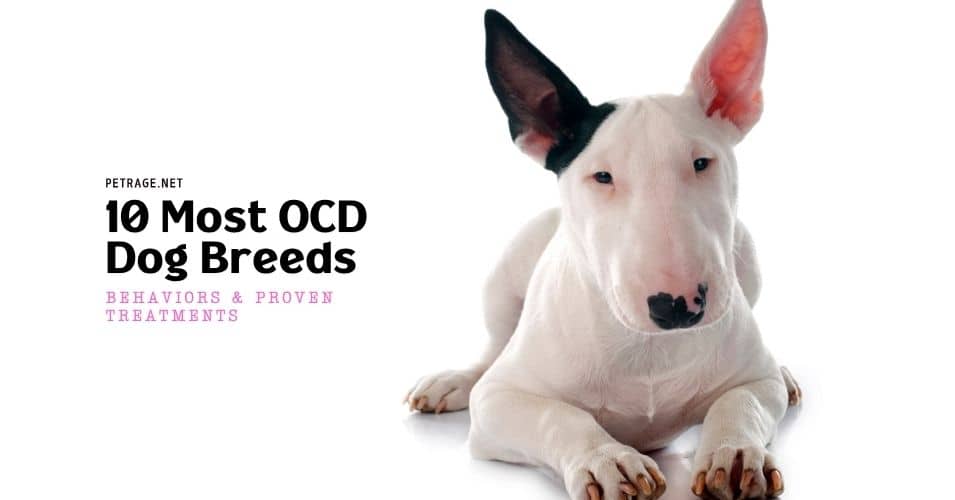 10 most ocd dog breeds behaviors & proven treatments petrage