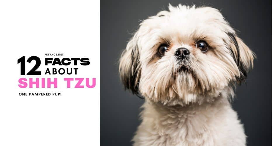 12 surprising shih tzu facts every owner should know petrage