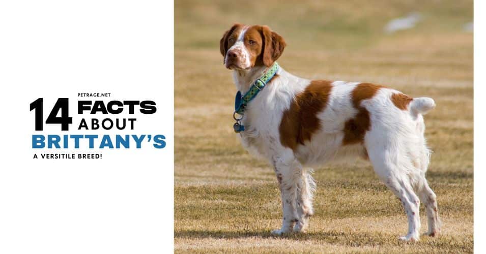 14 surprising brittany facts most owners don't know petrage