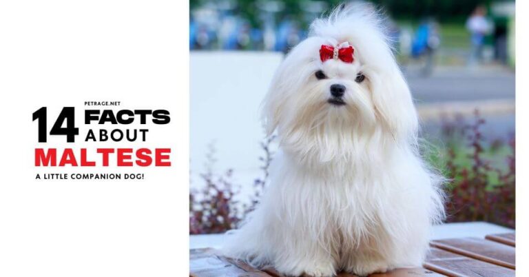 14 surprising maltese facts most owners don't know petrage (1)