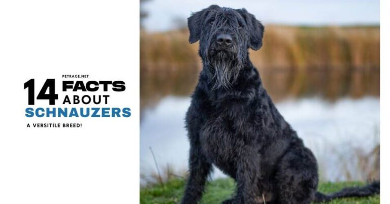 14 surprising schnauzer facts most owners don't know petrage (1)