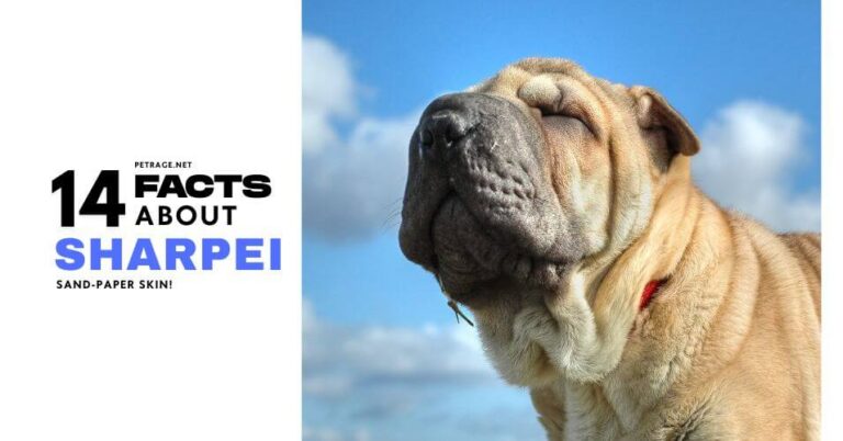 15 surprising sharpei facts most owners don't know petrage (1)